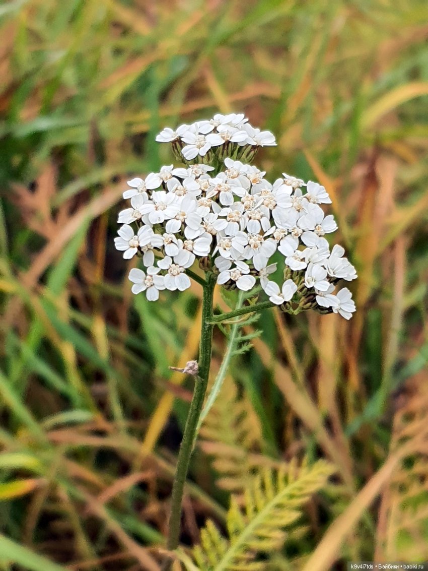 День Седьмого ноября в Усадьбе "Василёво", заключительная часть