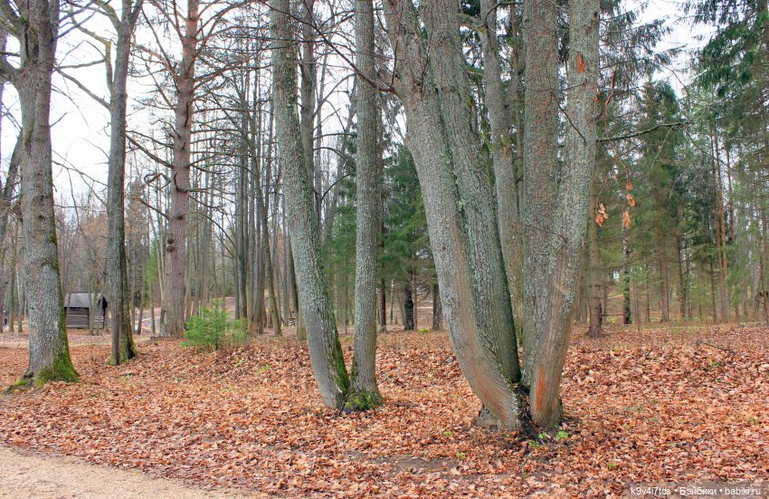 День Седьмого ноября в Усадьбе "Василёво"