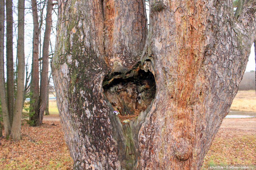День Седьмого ноября в Усадьбе "Василёво"