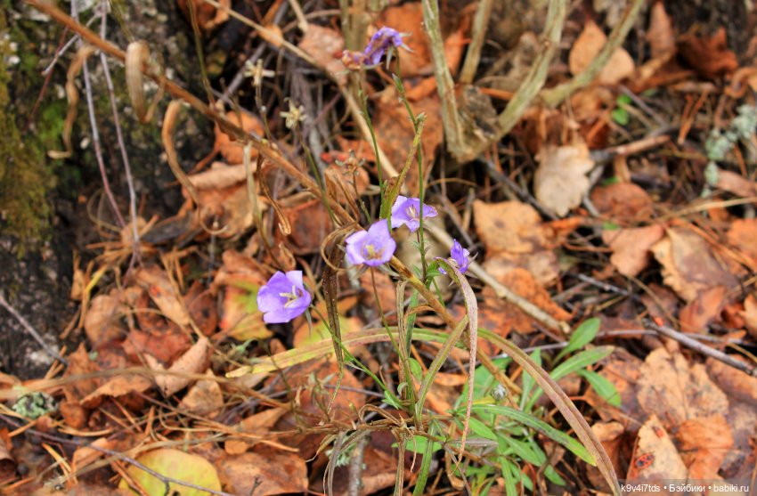 День Седьмого ноября в Усадьбе "Василёво"
