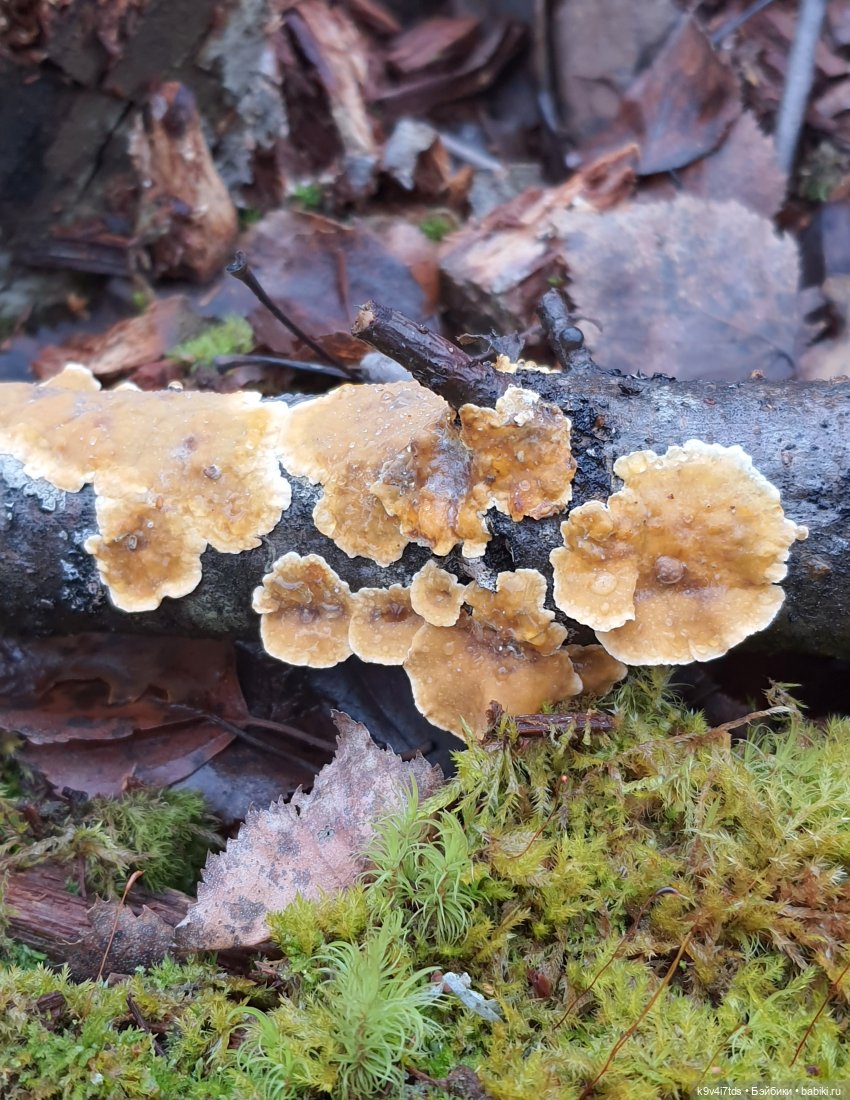 День Седьмого ноября в Усадьбе "Василёво", заключительная часть