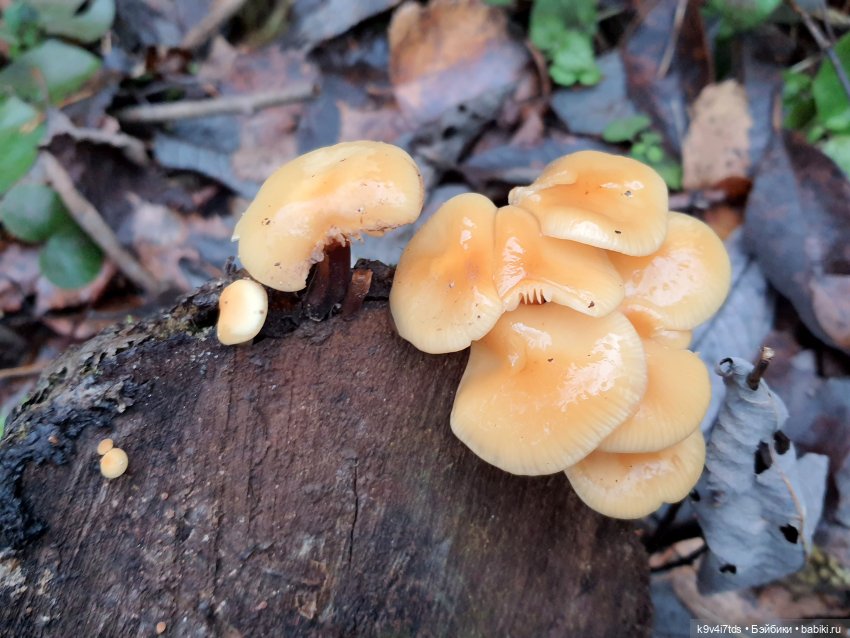 День Седьмого ноября в Усадьбе "Василёво", заключительная часть