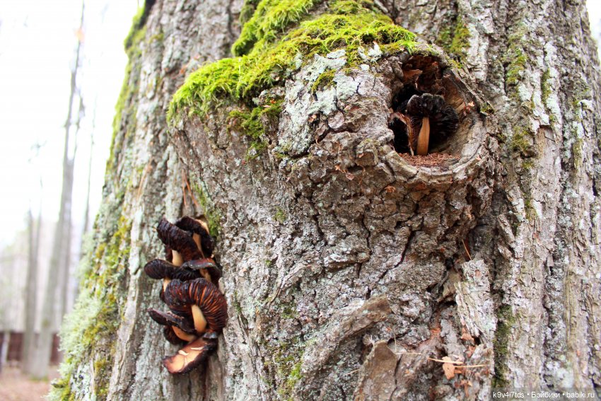 День Седьмого ноября в Усадьбе "Василёво", заключительная часть