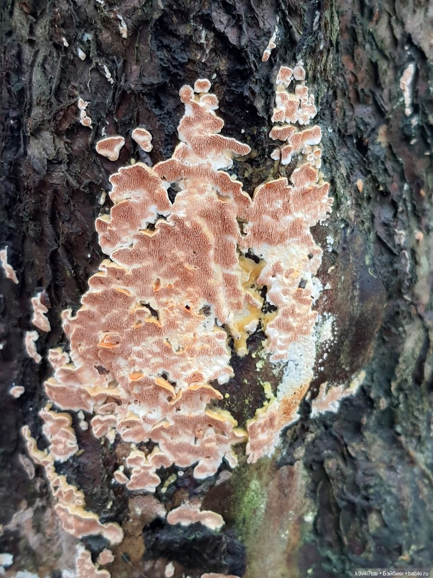 День Седьмого ноября в Усадьбе "Василёво", заключительная часть