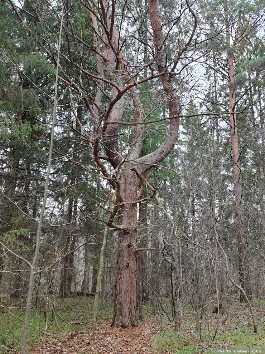 День Седьмого ноября в Усадьбе "Василёво", заключительная часть