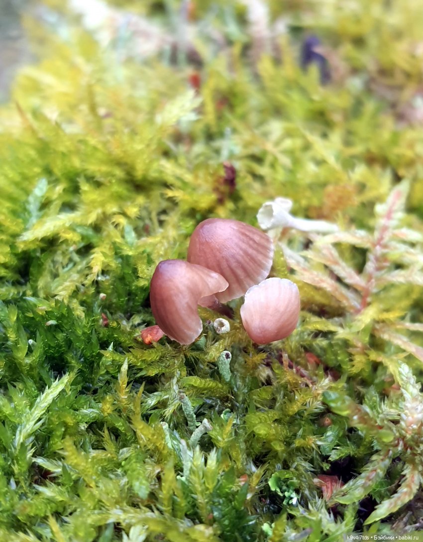 День Седьмого ноября в Усадьбе "Василёво", заключительная часть