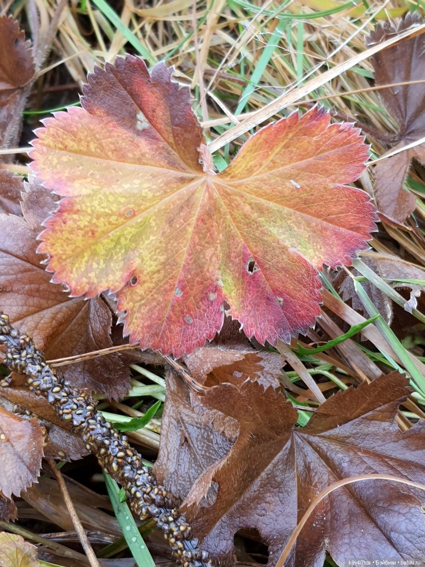 День Седьмого ноября в Усадьбе "Василёво", заключительная часть