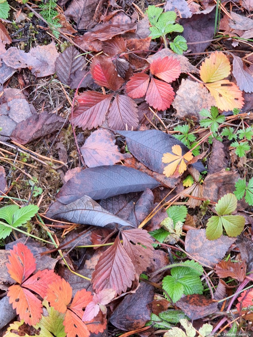 День Седьмого ноября в Усадьбе "Василёво", заключительная часть