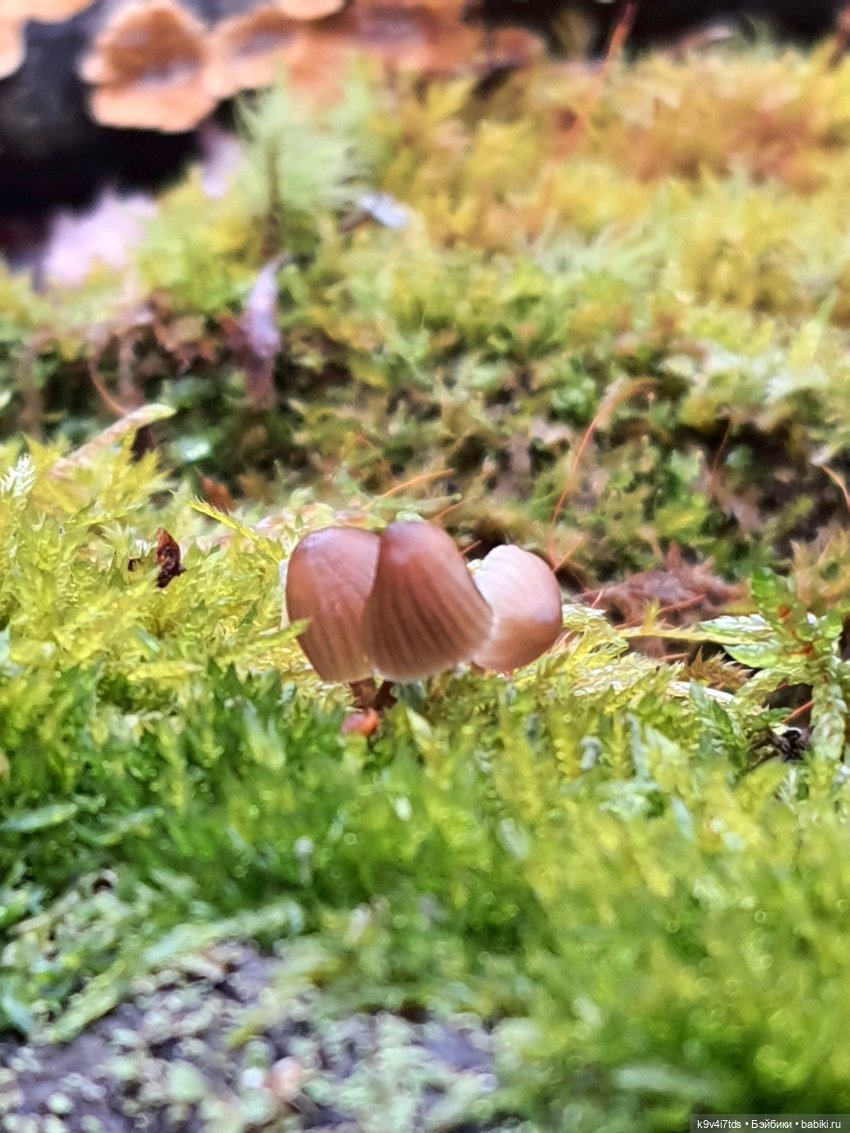 День Седьмого ноября в Усадьбе "Василёво", заключительная часть