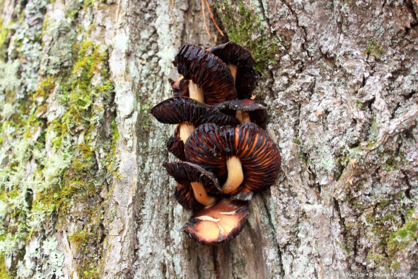 День Седьмого ноября в Усадьбе "Василёво", заключительная часть