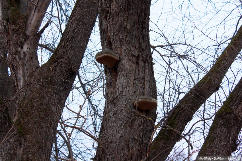 День Седьмого ноября в Усадьбе "Василёво", заключительная часть