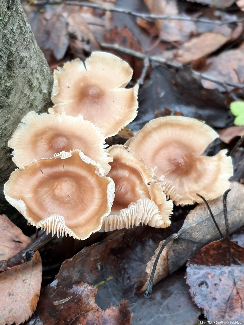 День Седьмого ноября в Усадьбе "Василёво", заключительная часть