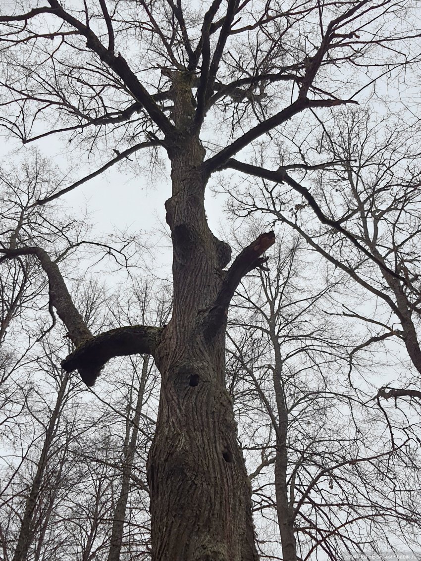 День Седьмого ноября в Усадьбе "Василёво", заключительная часть