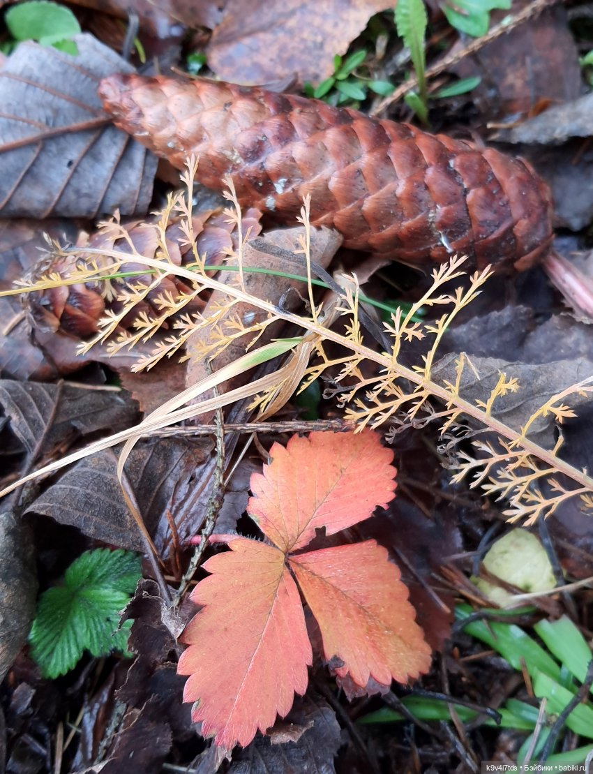 День Седьмого ноября в Усадьбе "Василёво", заключительная часть
