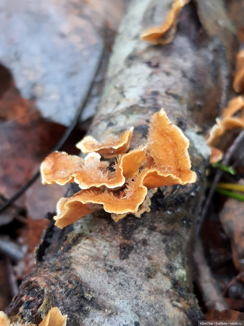 День Седьмого ноября в Усадьбе "Василёво", заключительная часть