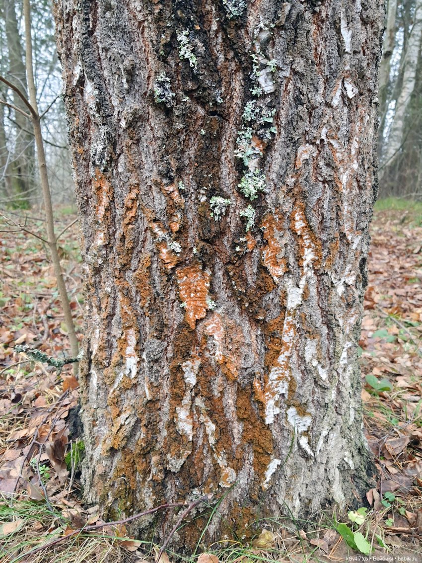 День Седьмого ноября в Усадьбе "Василёво", заключительная часть