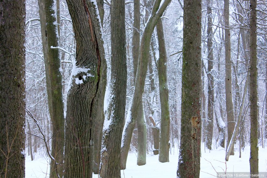 Где живёт Снегурочка? Zwergnase Mischa (фото 6)