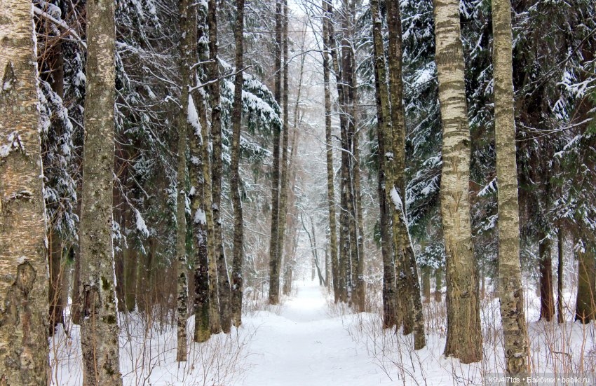 Где живёт Снегурочка? Zwergnase Mischa (фото 2)