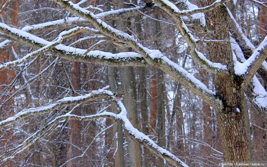 Путешествие в сказочное "Василёво" | Бэйбики Путешествие в сказочное "Василёво"