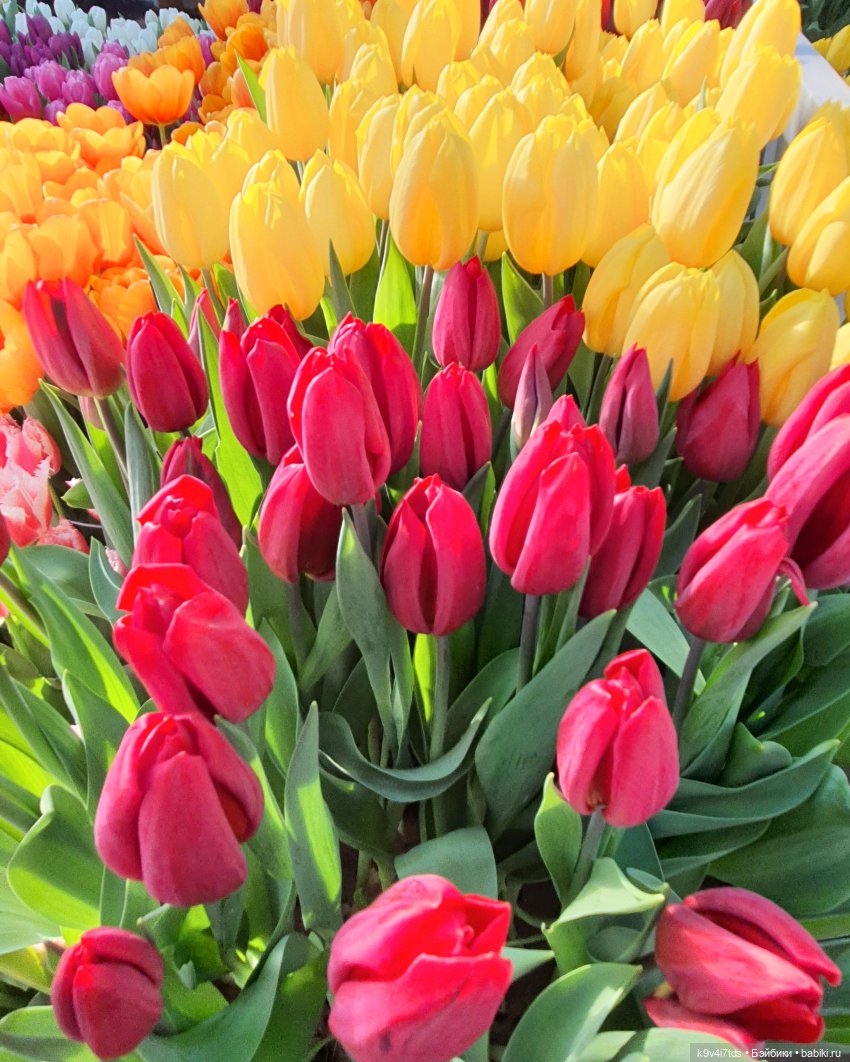 Золотые Смурфики. THE GOLDEN SMURFS Kinder Surprise 2022