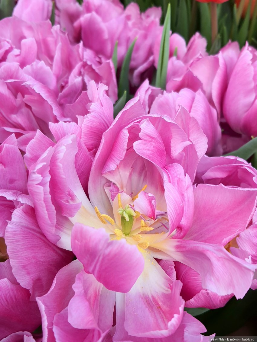 Маленький Париж. Выставка тюльпанов в г. Твери