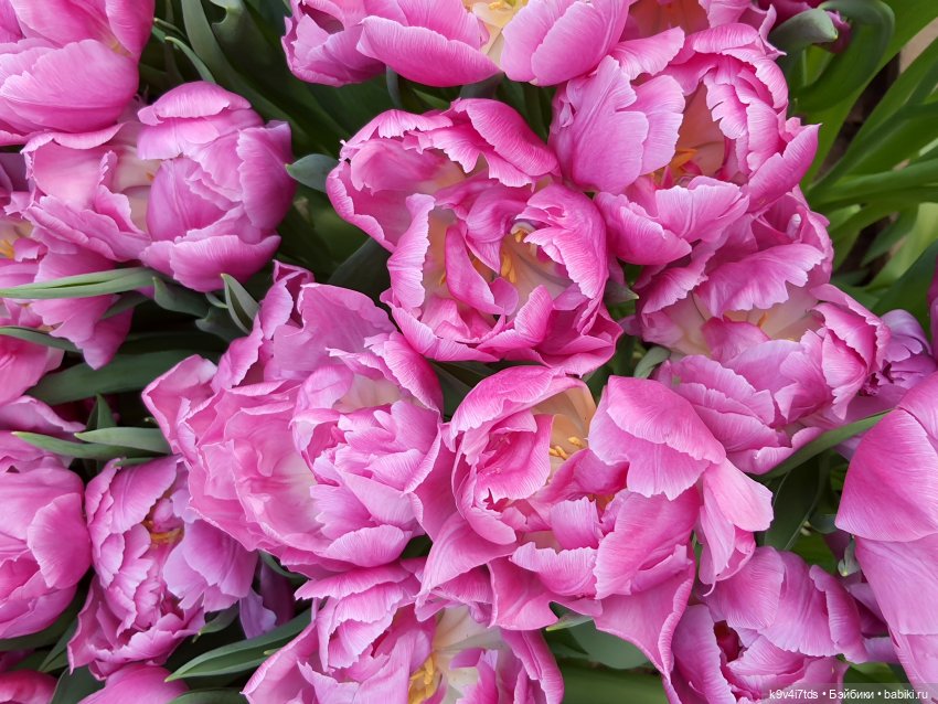 Маленький Париж. Выставка тюльпанов в г. Твери