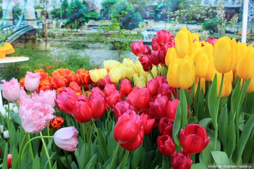 Маленький Париж. Выставка тюльпанов в г. Твери