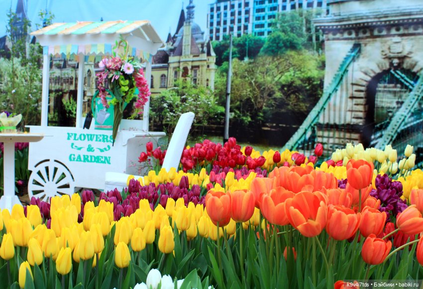 Маленький Париж. Выставка тюльпанов в г. Твери