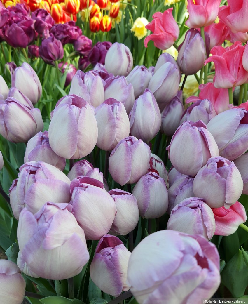 Маленький Париж. Выставка тюльпанов в г. Твери