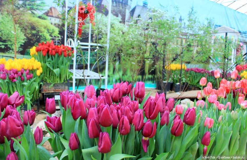Маленький Париж. Выставка тюльпанов в г. Твери (фото 8)