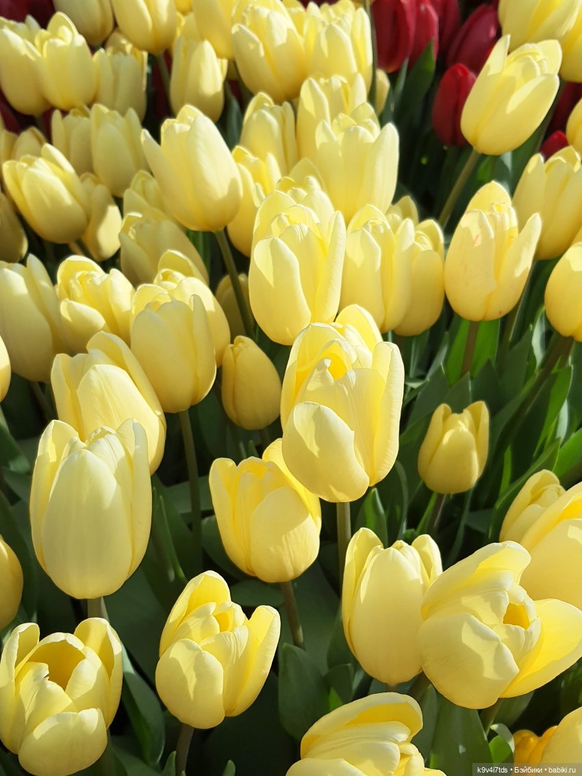 Маленький Париж. Выставка тюльпанов в г. Твери