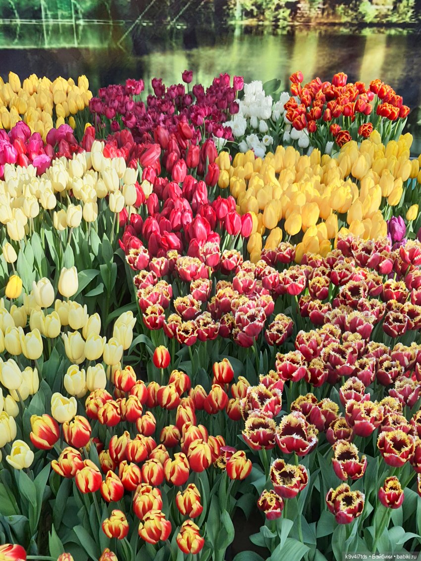 Маленький Париж. Выставка тюльпанов в г. Твери