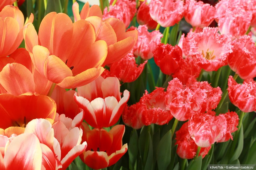 Маленький Париж. Выставка тюльпанов в г. Твери