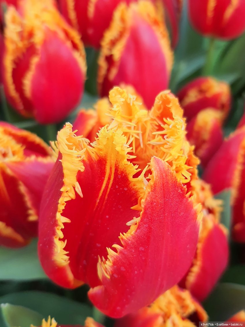 Маленький Париж. Выставка тюльпанов в г. Твери