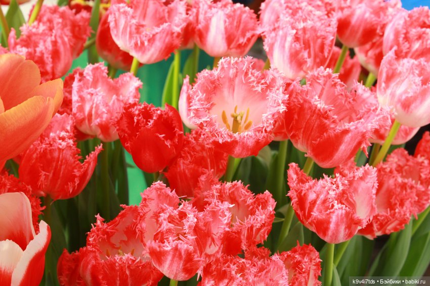 Маленький Париж. Выставка тюльпанов в г. Твери