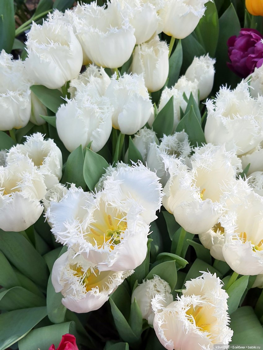 Маленький Париж. Выставка тюльпанов в г. Твери