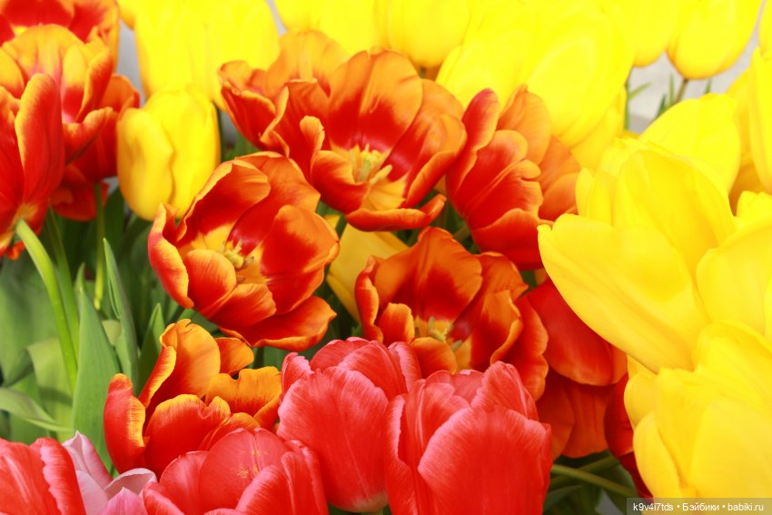 Маленький Париж. Выставка тюльпанов в г. Твери