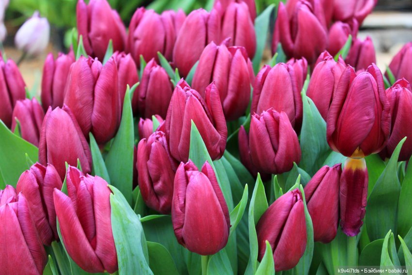 Маленький Париж. Выставка тюльпанов в г. Твери (фото 9)