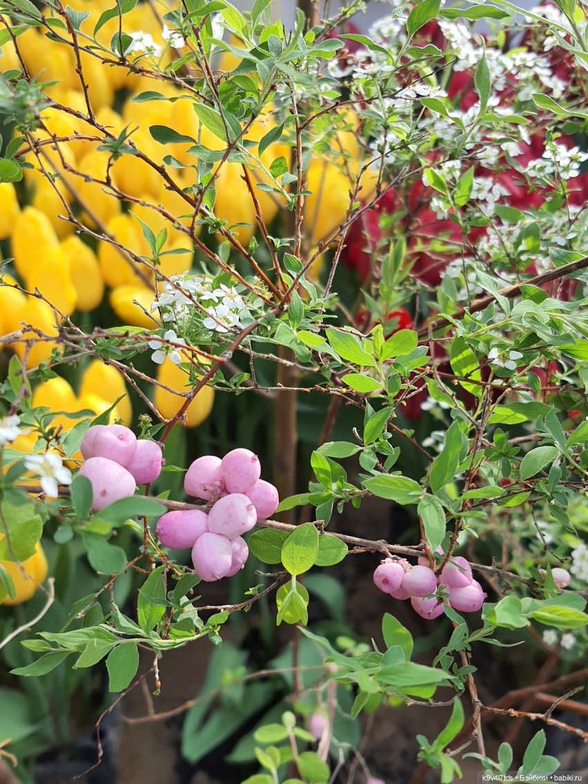 Маленький Париж. Выставка тюльпанов в г. Твери
