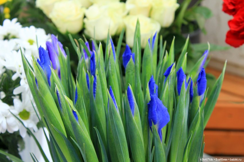 Маленький Париж. Выставка тюльпанов в г. Твери