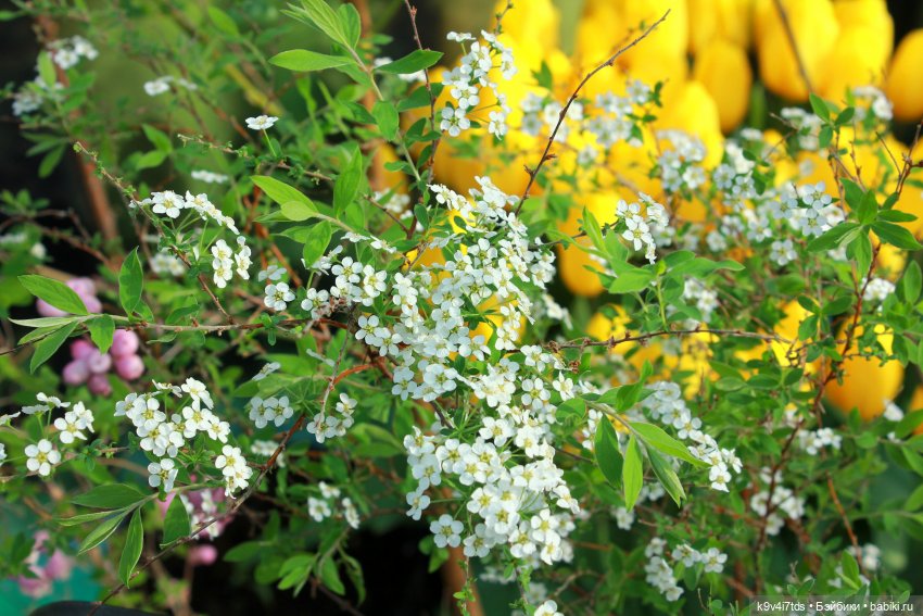 Маленький Париж. Выставка тюльпанов в г. Твери
