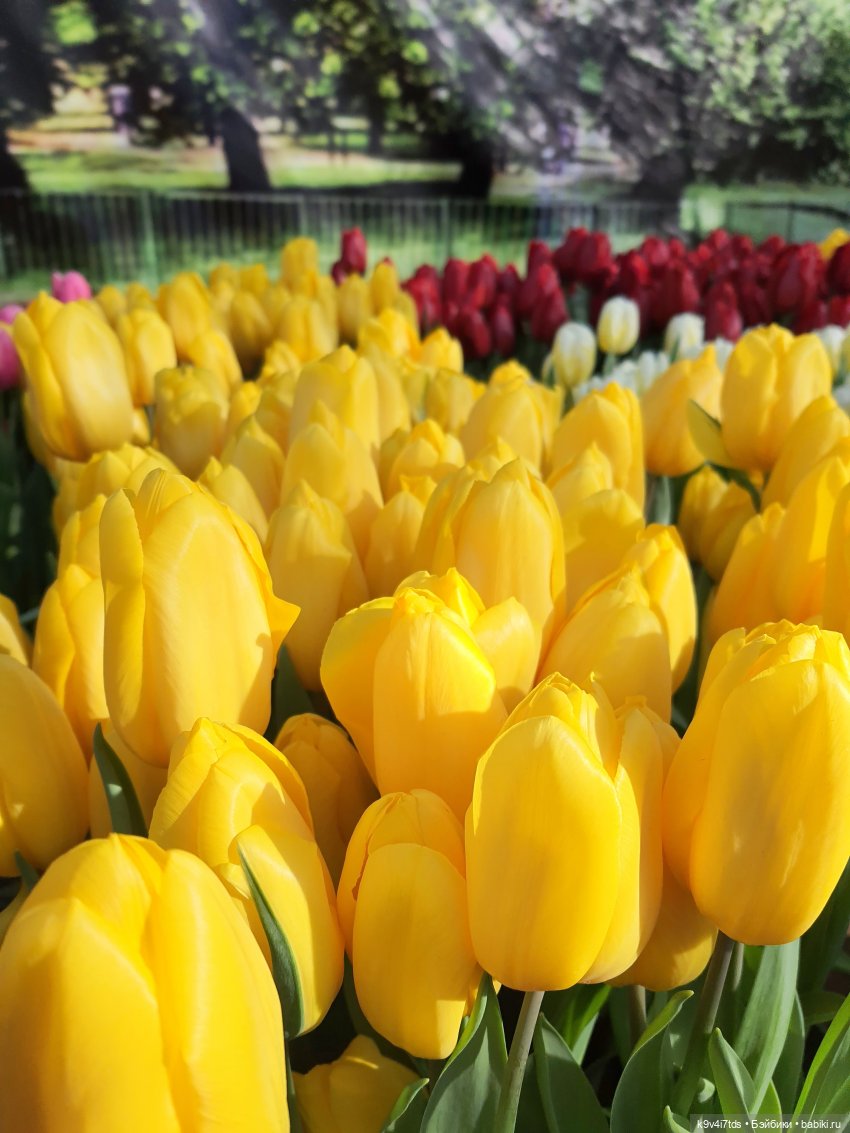 Маленький Париж. Выставка тюльпанов в г. Твери