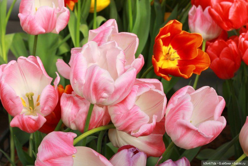 Маленький Париж. Выставка тюльпанов в г. Твери