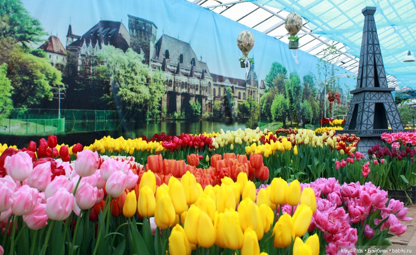 Маленький Париж. Выставка тюльпанов в г. Твери (фото 5)