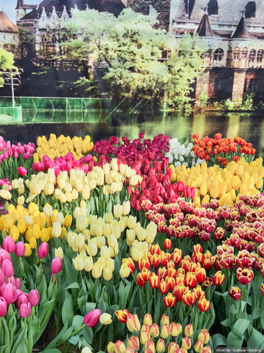 Маленький Париж. Выставка тюльпанов в г. Твери
