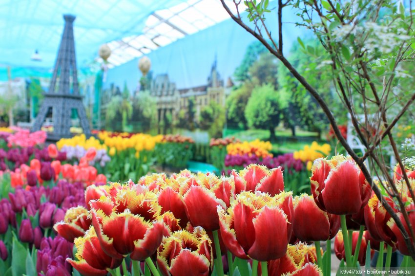 Маленький Париж. Выставка тюльпанов в г. Твери