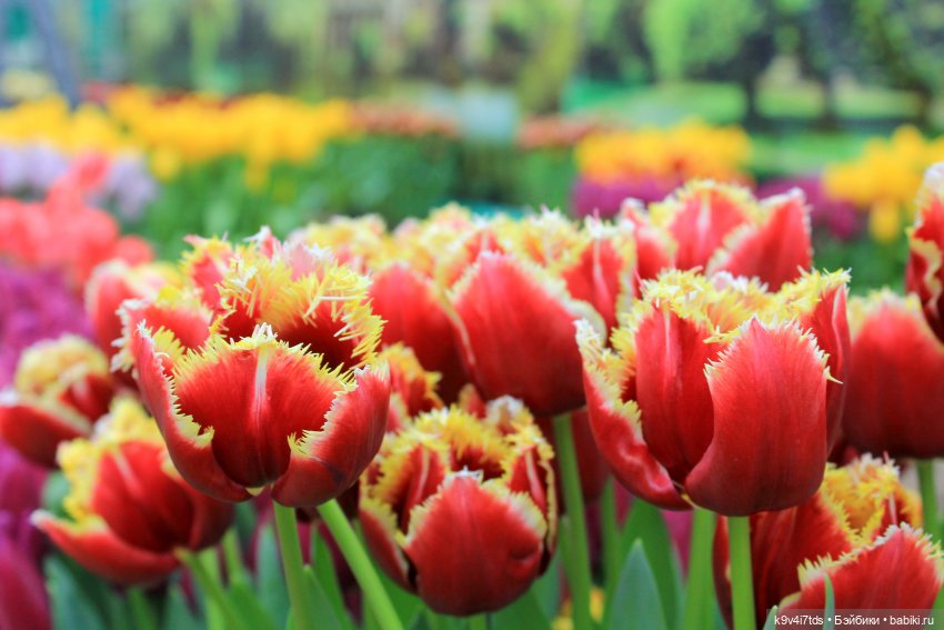Маленький Париж. Выставка тюльпанов в г. Твери (фото 2)
