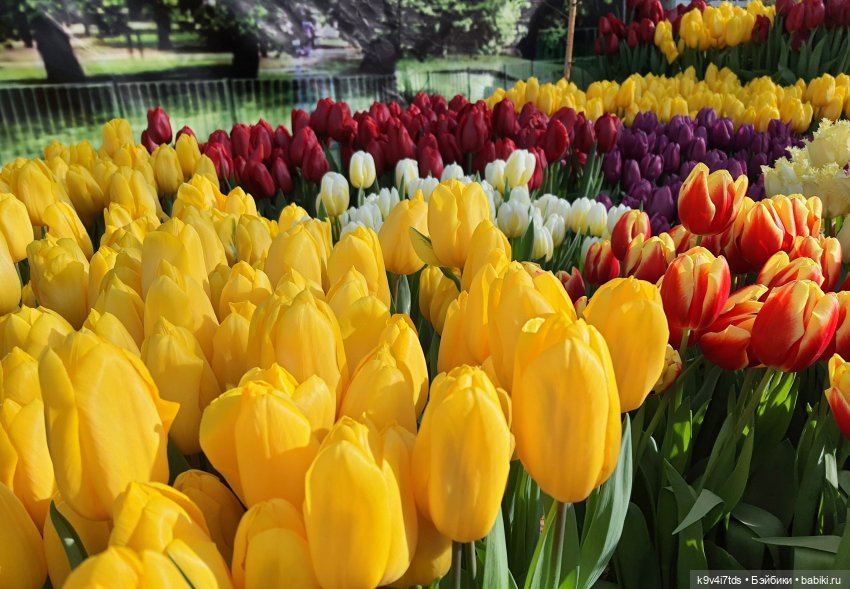 Маленький Париж. Выставка тюльпанов в г. Твери