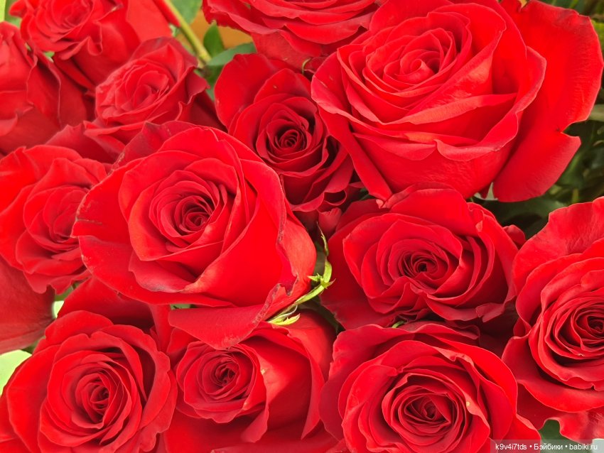 Маленький Париж. Выставка тюльпанов в г. Твери