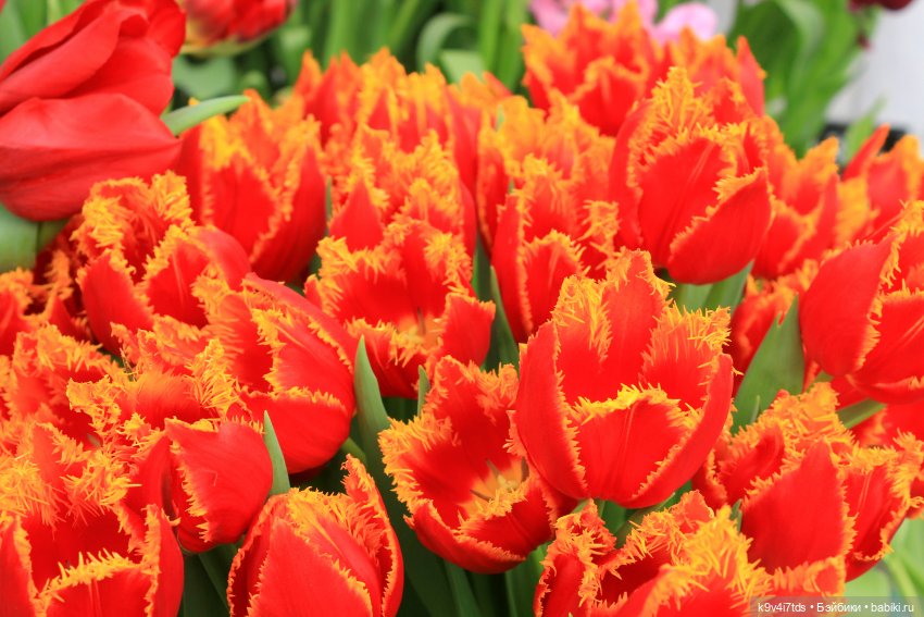 Маленький Париж. Выставка тюльпанов в г. Твери